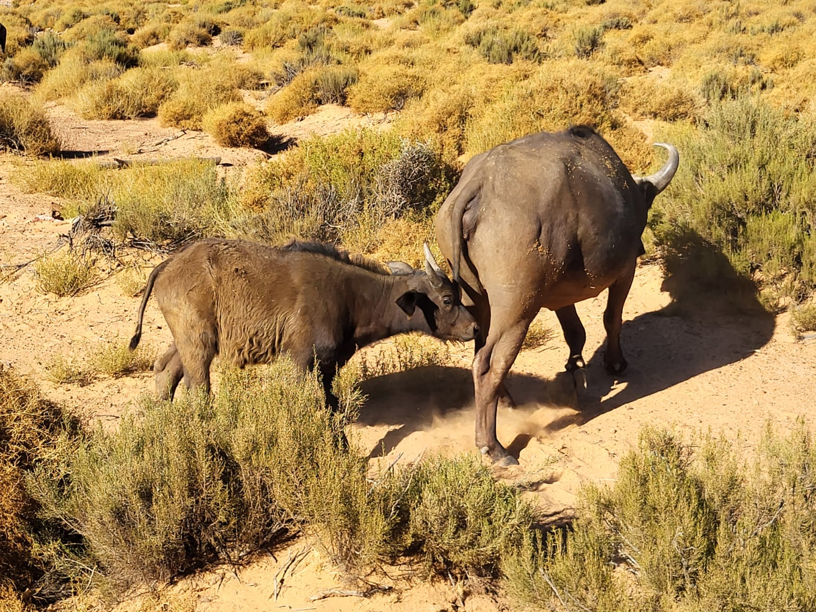 Aquila Game Reserve - Safari 22